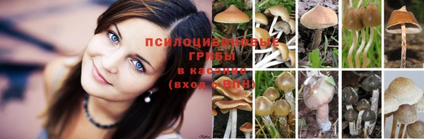 сатива Бронницы